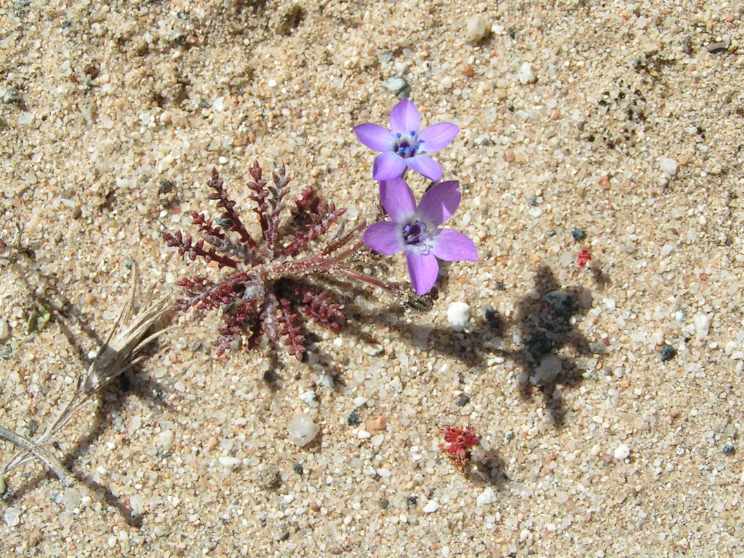 Sand Gilia flower
