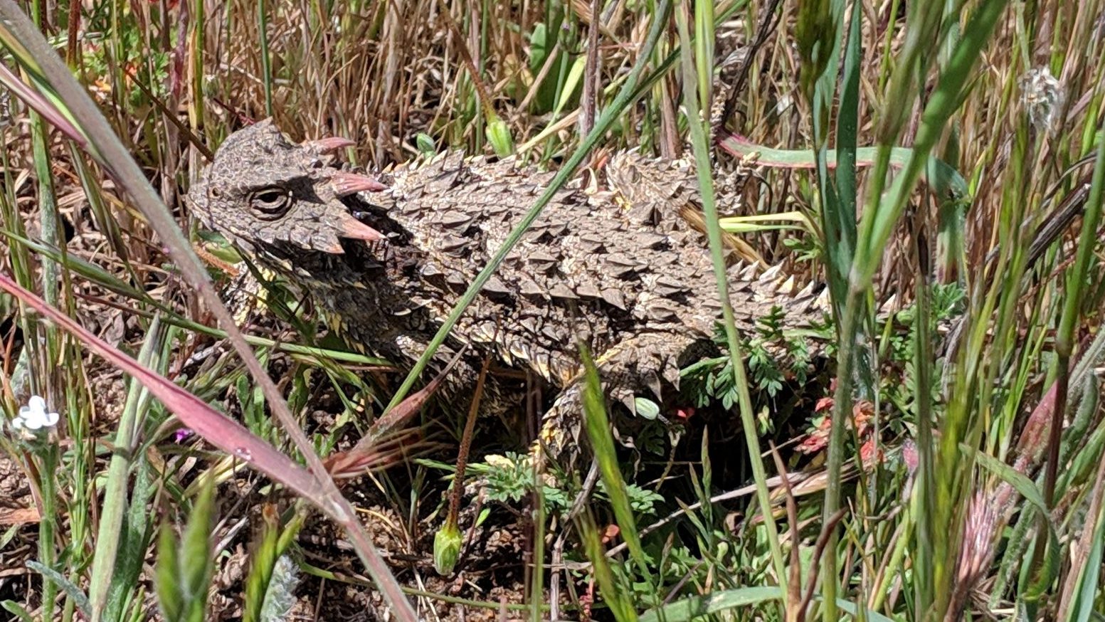 Coast Horned Lizard