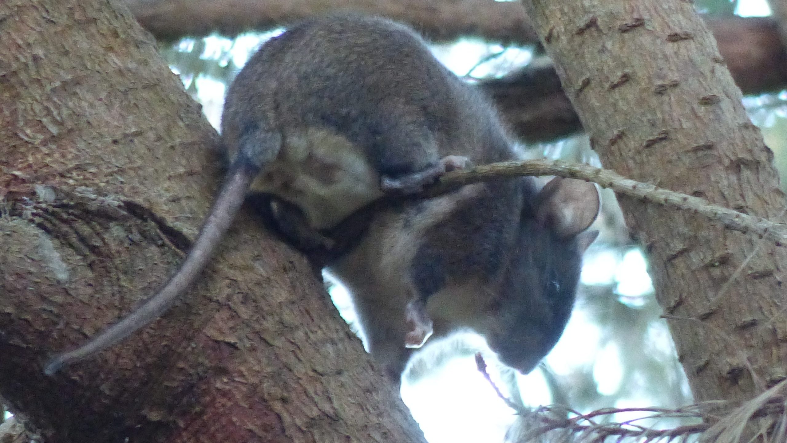 Monterey Dusky-Footed Woodrat