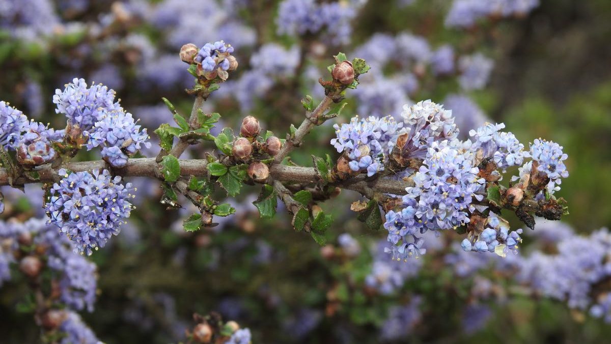 Monterey ceanothus