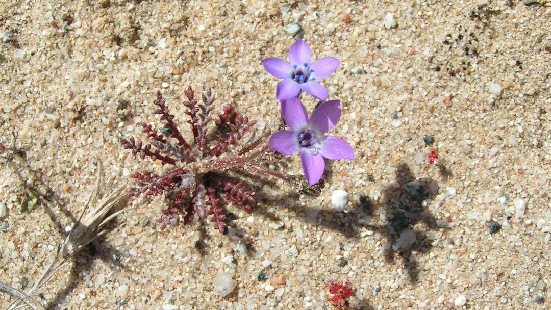 Monterey gilia