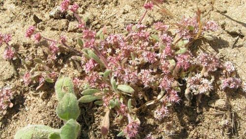 Monterey Spineflower