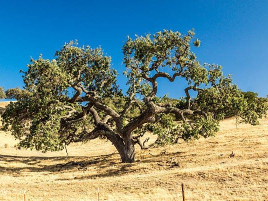 Coast Live Oak