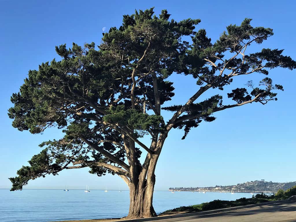 Monterey Cypress