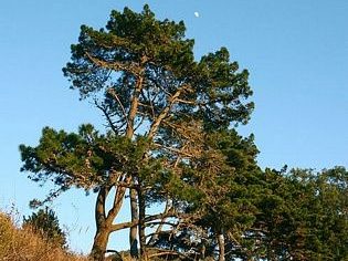 Monterey Pine