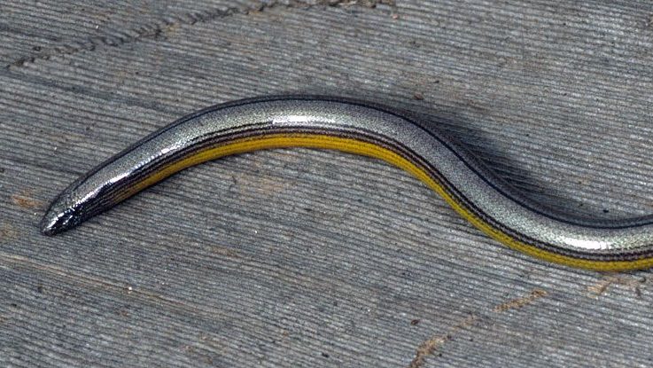 Northern California Legless Lizard