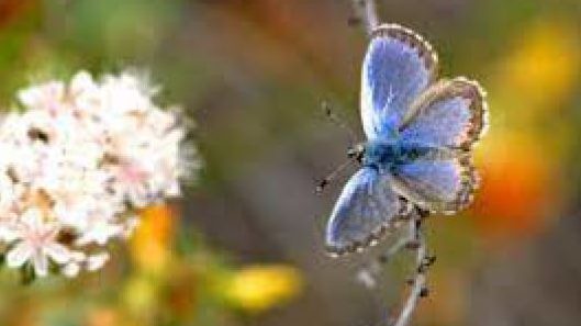 Smith's Blue Butterfly