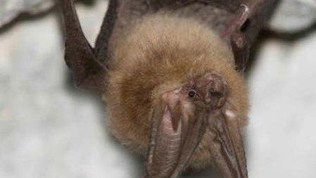 Townsend's Big Eared Bat